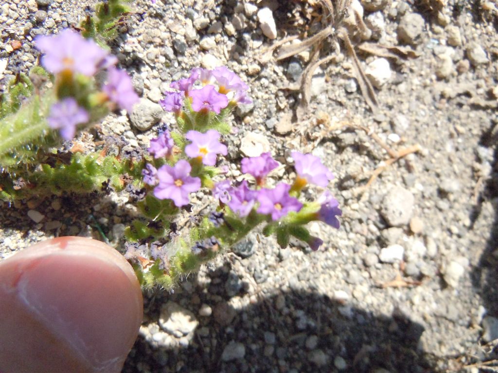 Heliotropium amplexicaule / Eliotropio purpureo